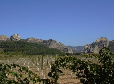 Anbaugebiet in La Rioja